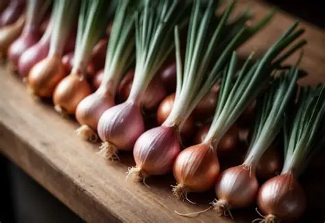 Analysis of Physiological Character of Two Varieties of Shallots on Various Watering Frequencies