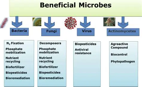 Examples of Helpful Microorganisms