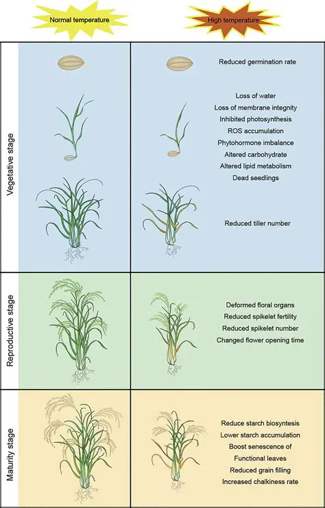 Investigate the effect of different manure types on rice production