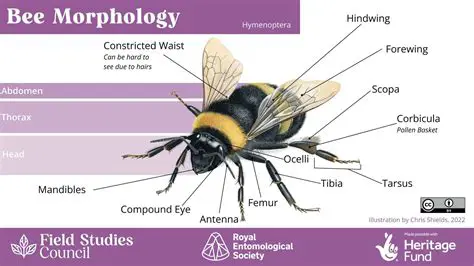 Key Features of Bee Wallpapers