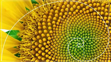 Mathematical patterns in nature