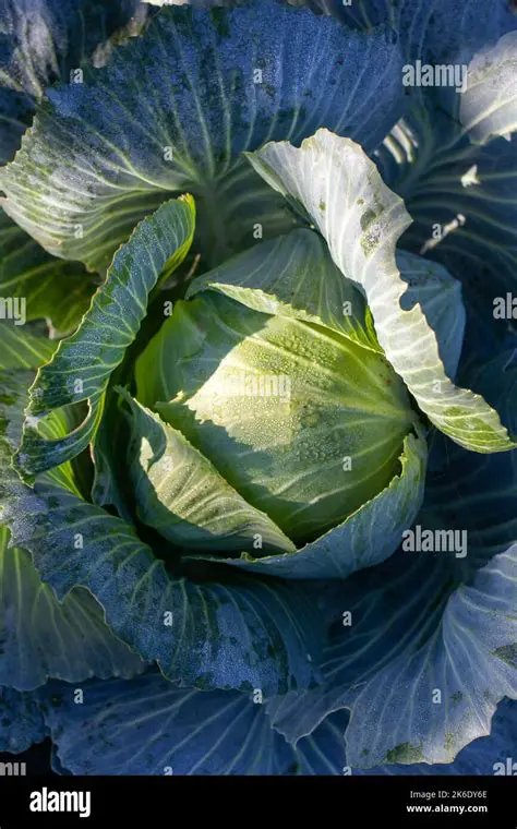 Multiplying the Weight of One Head of Cabbage by the Number of Heads