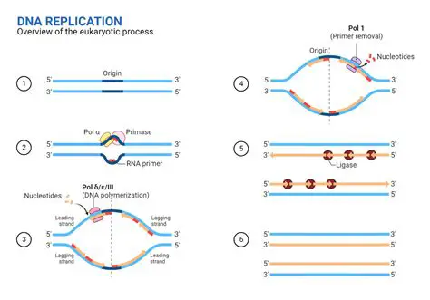 Replication and Convergence