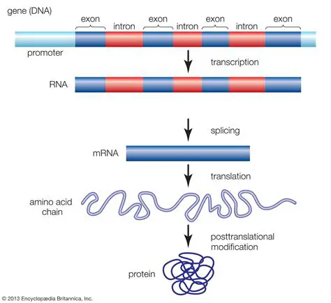 The Result of Transcription
